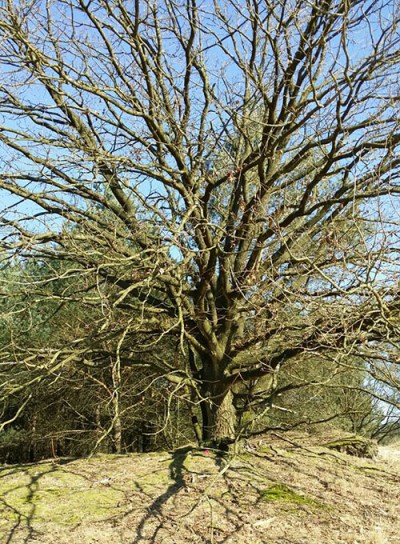 boom-mama2-vier-jaar-later